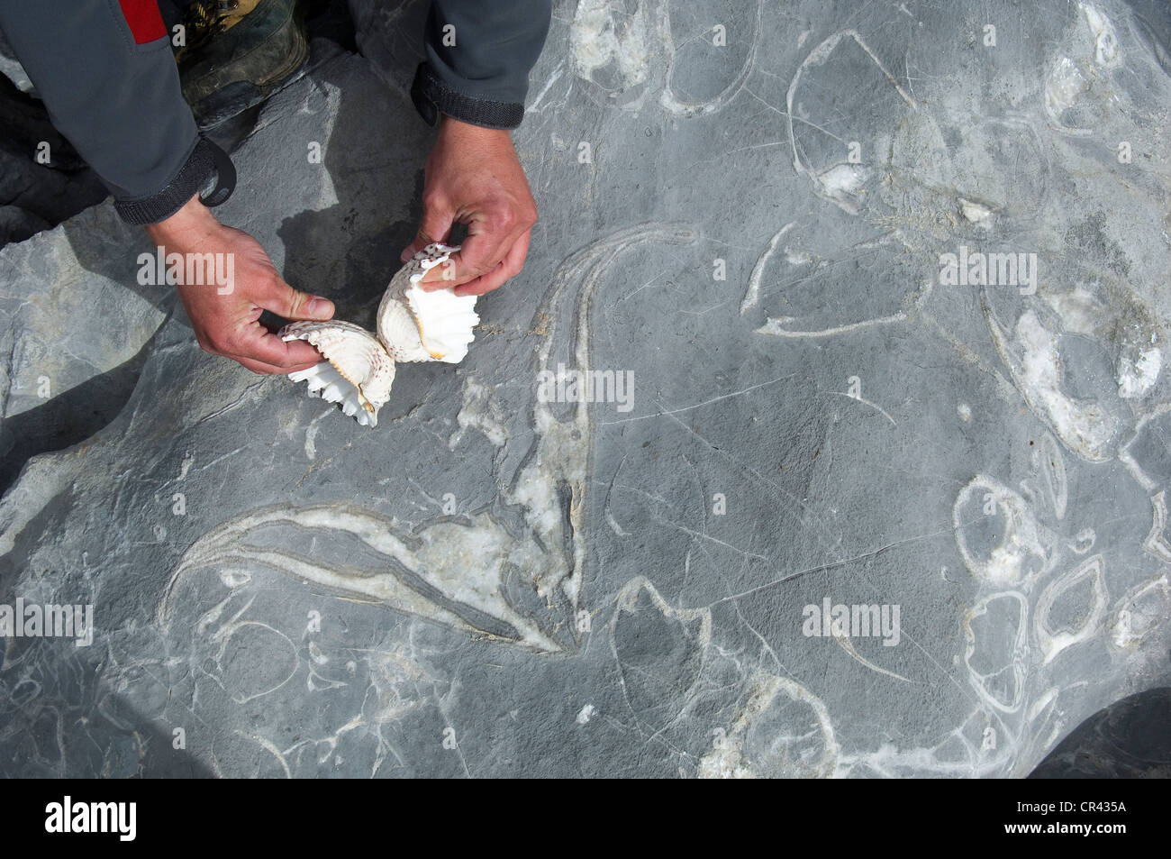 Austria Vorarlberg Lech am Arlberg, immensi Megalodonte stampo fossile, Lapiaz ambiente carsico retico superiore risalente al 220 Foto Stock