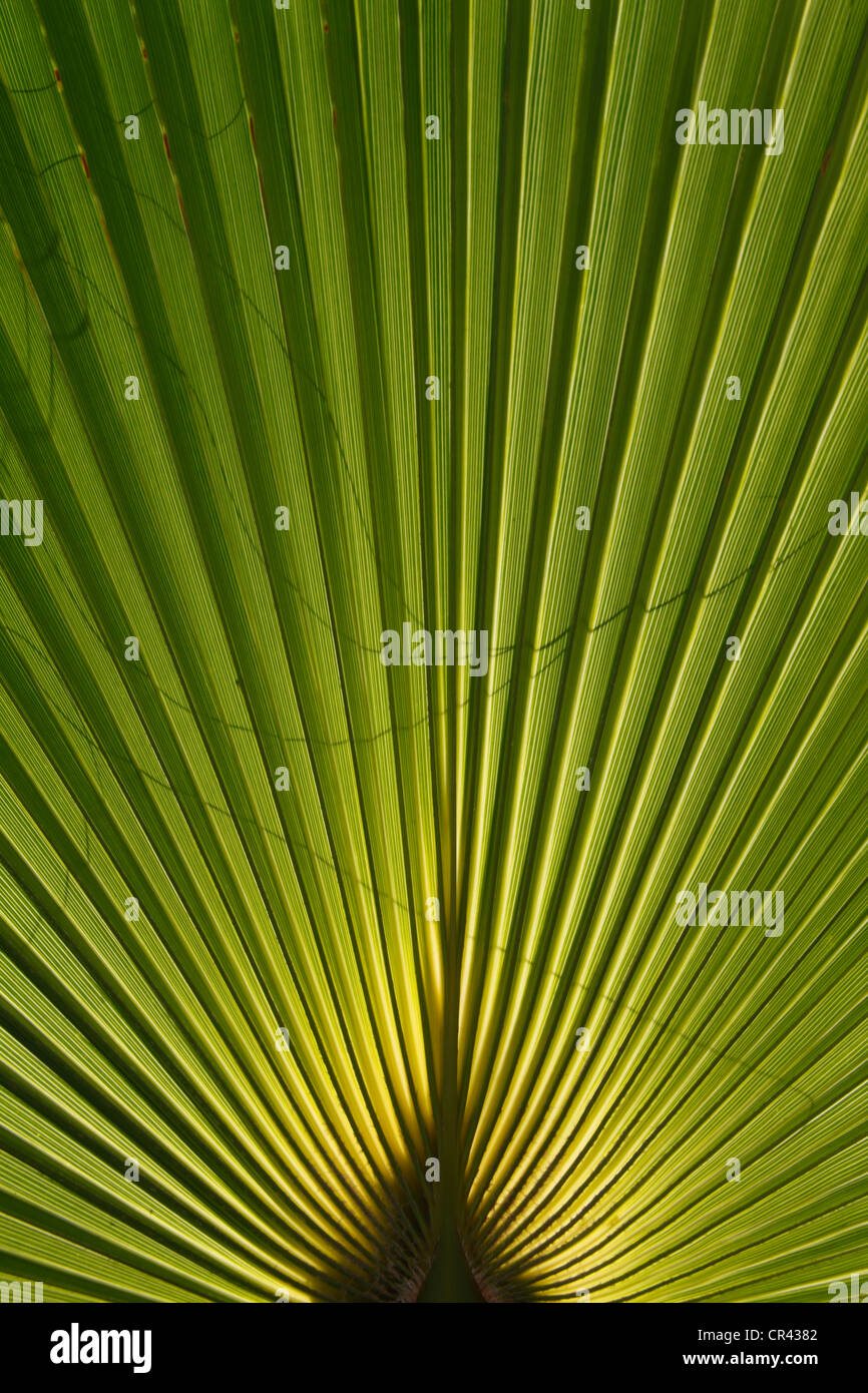 Palm frond, Menorca, Spagna, Europa Foto Stock