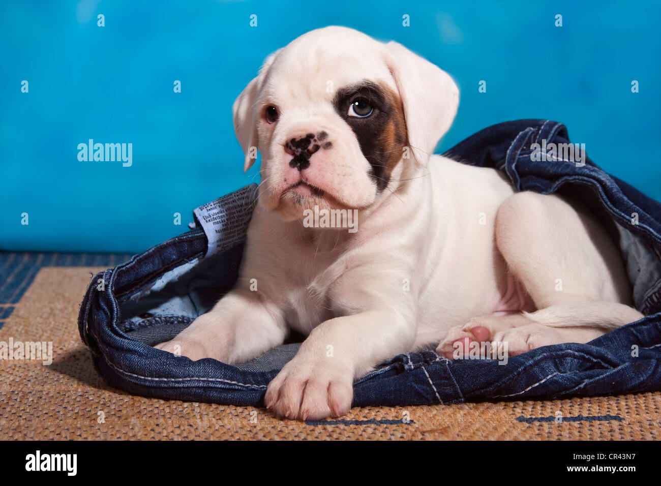 Boxer cucciolo dei jeans Foto Stock