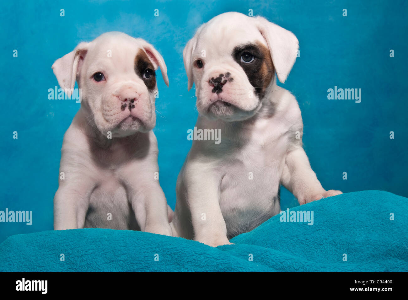 Due Cuccioli Boxer Foto Stock