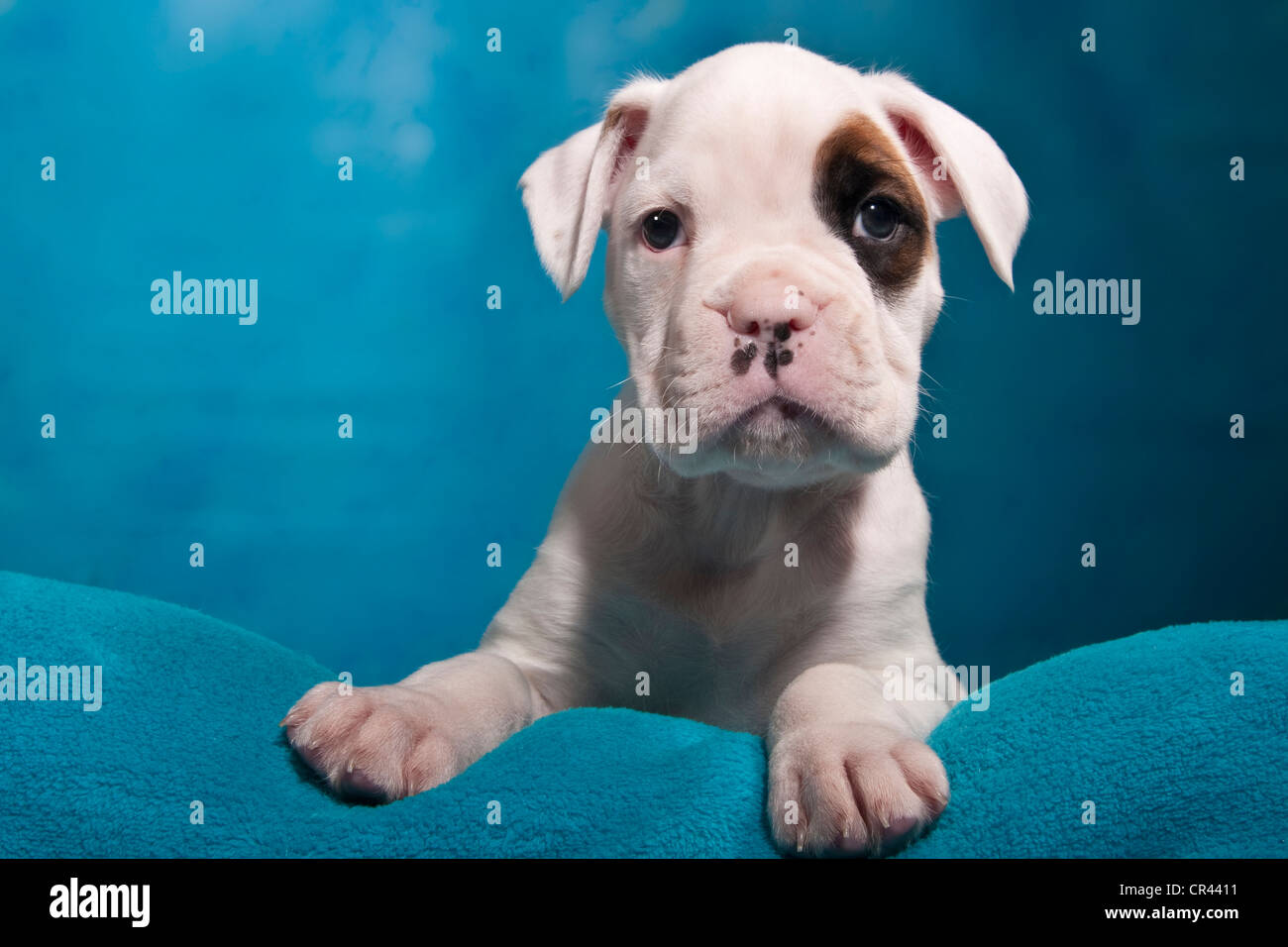 Boxer cucciolo, ritratto Foto Stock