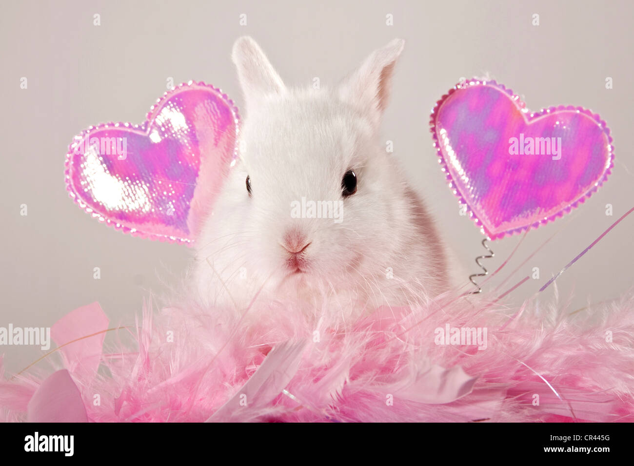 Giovani coniglio nano con cuori rosa e piume Foto Stock