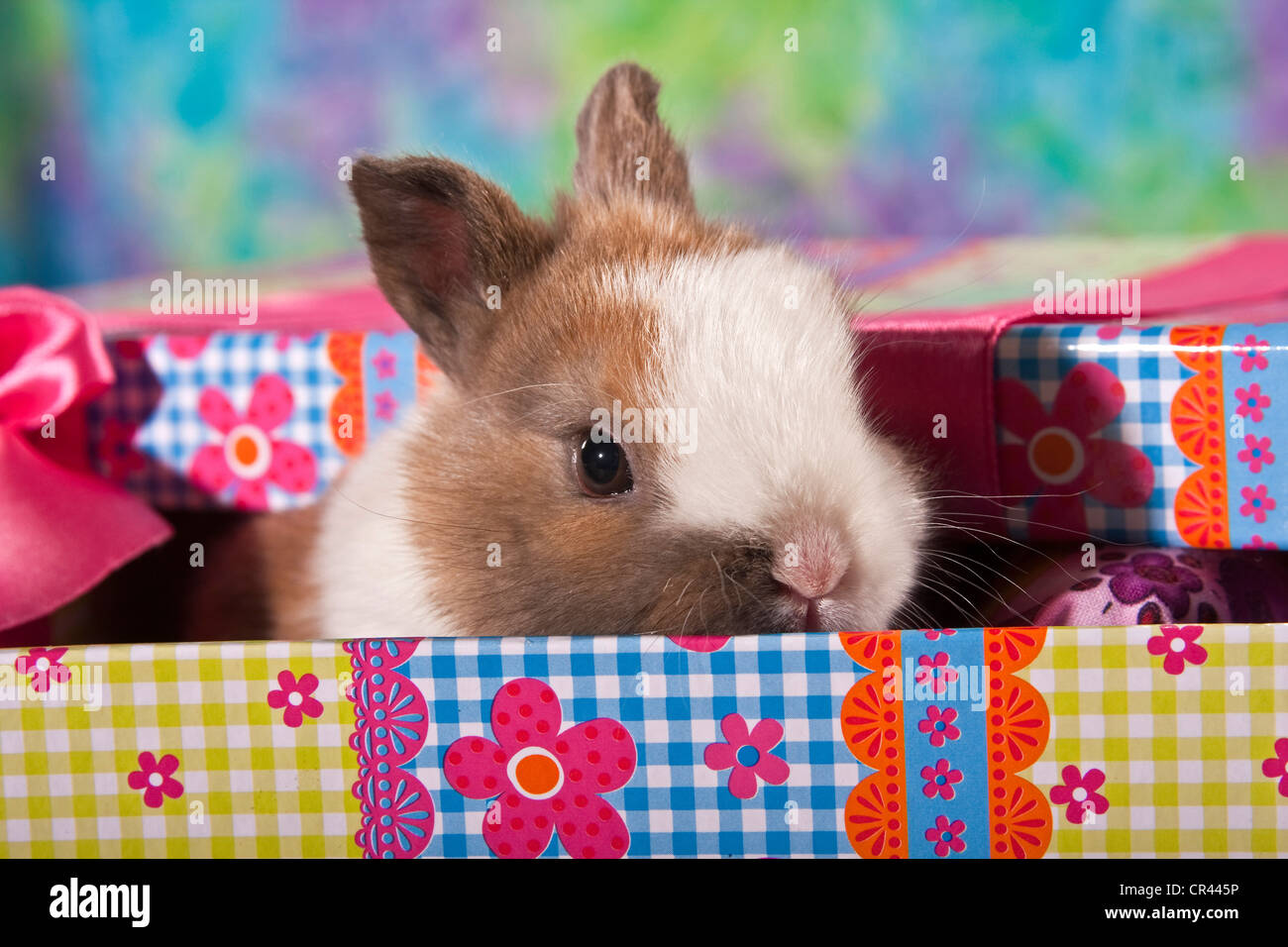 Giovani coniglio nano in una confezione regalo Foto stock - Alamy