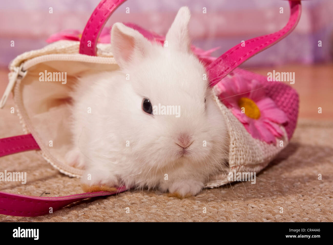 Coniglio nano in una piccola borsa Foto stock - Alamy