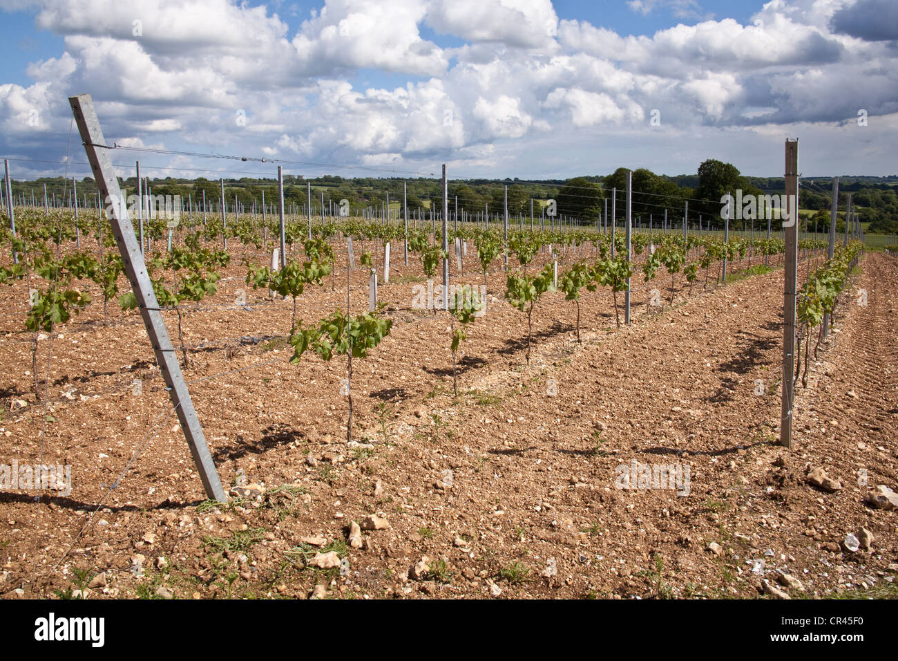 Il Pinot Meunier vigneti, Hattingley Valley vineyard, Hampshire, Inghilterra. Foto Stock