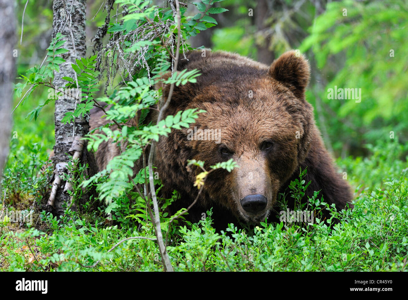 L'orso bruno (Ursus arctos), il ritratto di un maschio nel nord della foresta di conifere, Martinselkonen, Carelia, Finlandia orientale Foto Stock