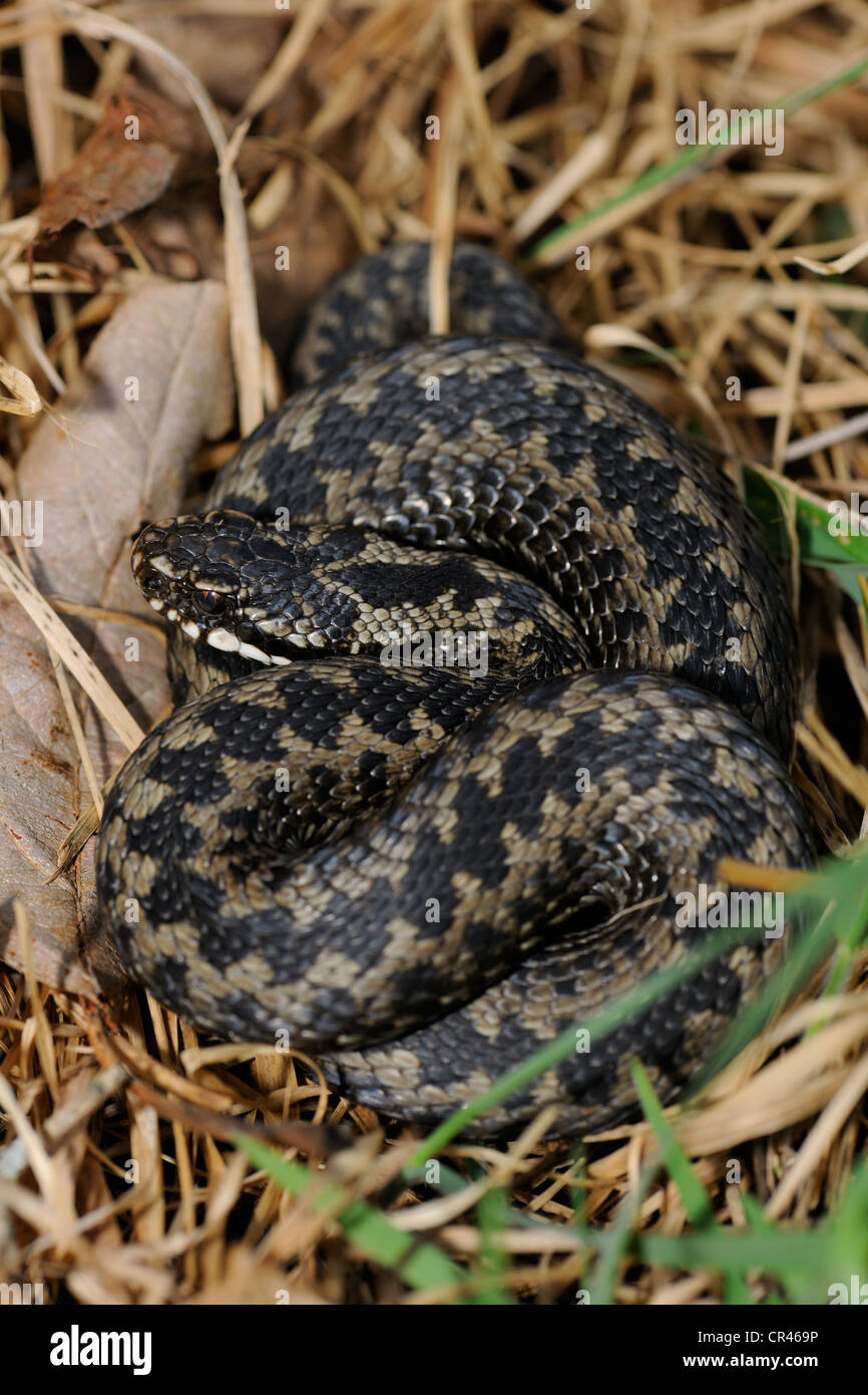 Politica europea comune in materia di sommatore o la politica europea comune in materia di Viper (Vipera berus), Hornborgasjoen lago, Vaestergoetland, Svezia, Scandinavia, Europa Foto Stock