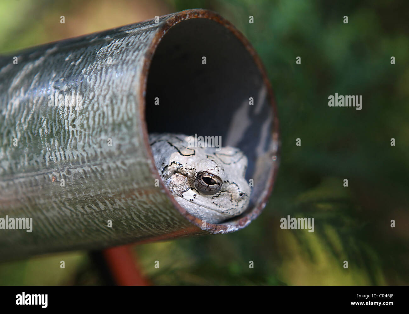 Toad nel foro Foto Stock