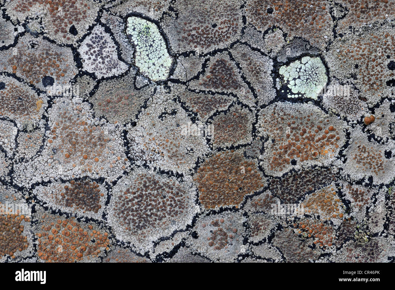 Crustose lichen modelli su pietra, Svezia settentrionale, Scandinavia, Europa Foto Stock