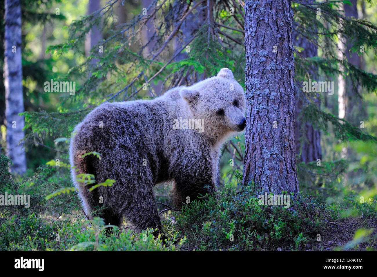 L'orso bruno (Ursus arctos), cub lo sniffing di un albero per il profumo dei marchi di altri orsi, Carelia, Finlandia orientale, Finlandia, Europa Foto Stock