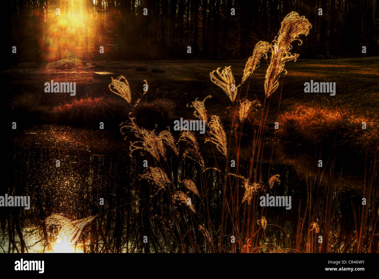 Bagliore di sera Foto Stock