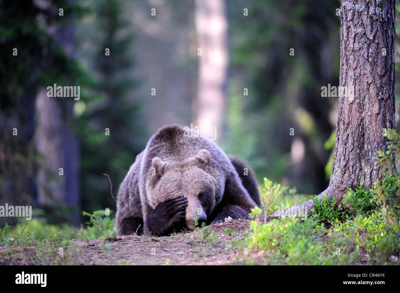 L'orso bruno (Ursus arctos) cub in una foresta di conifere, Carelia, Finlandia orientale, Finlandia, Europa Foto Stock