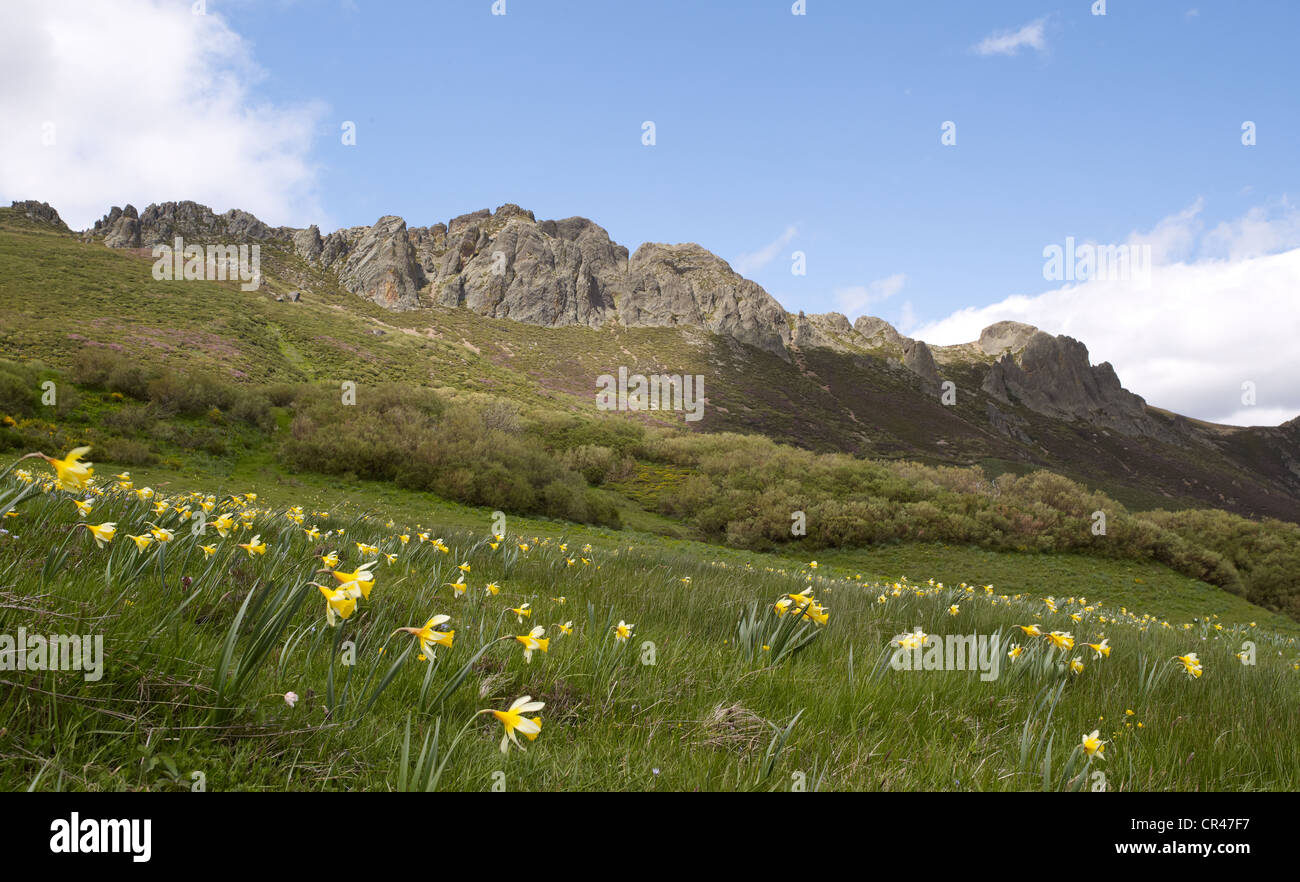 Fioritura di narcisi (Narcissus) nel Parco Nazionale di Picos de Europa, Cantabria, nel nord della Spagna, Europa Foto Stock