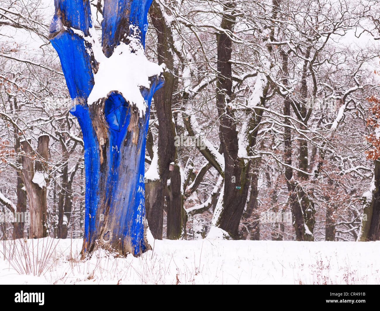 Tinti di blu di albero in una coperta di neve park come un avvertimento contro la distruzione ambientale, Wiesbaden, Hesse, Germania, Europa Foto Stock