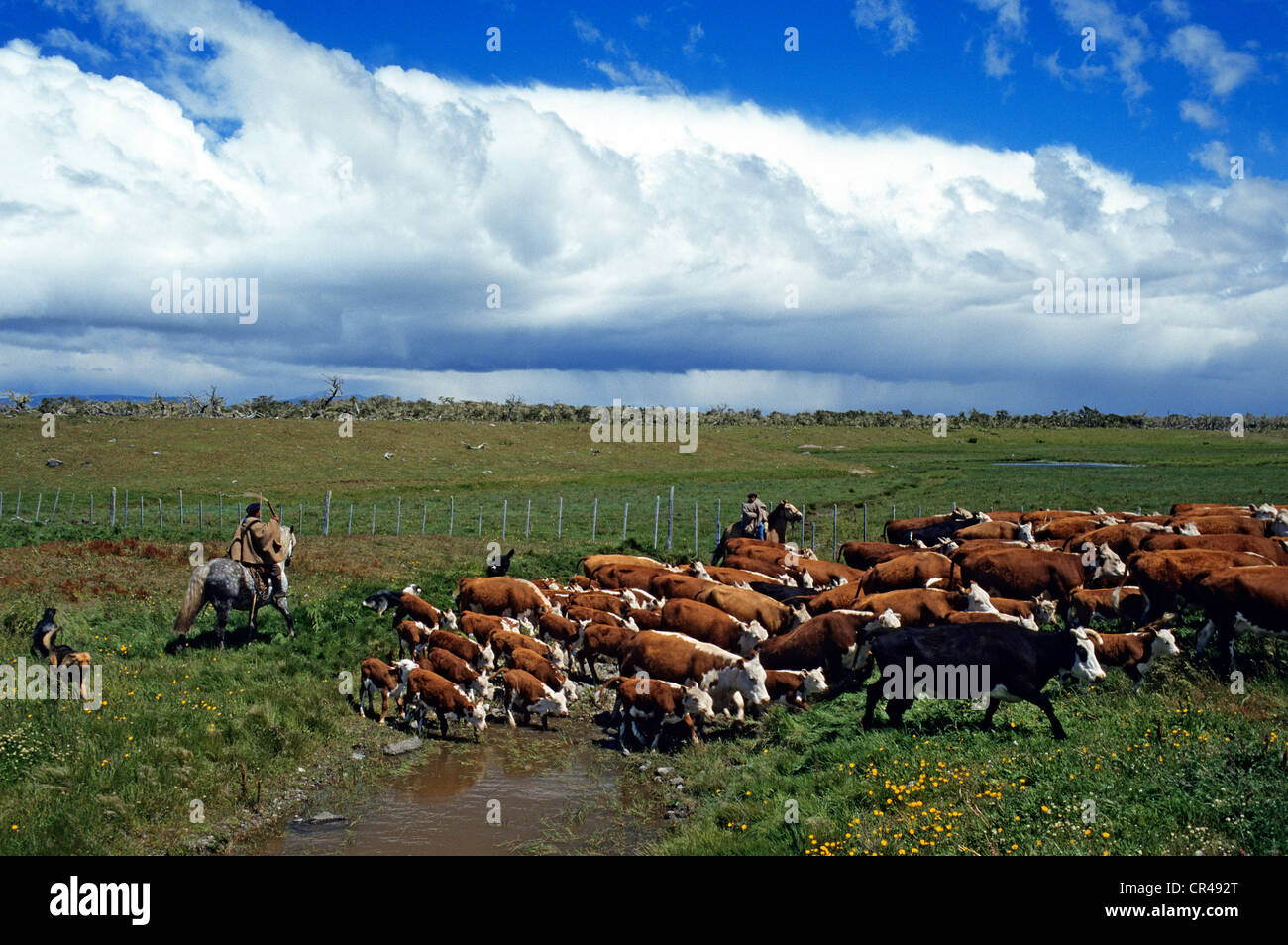 Il Cile, Magallanes e Antartica Chilena Regione, Ultima Esperanza Provincia, huasos (allevamento keeper) portando la sua mandria di vacche in Foto Stock