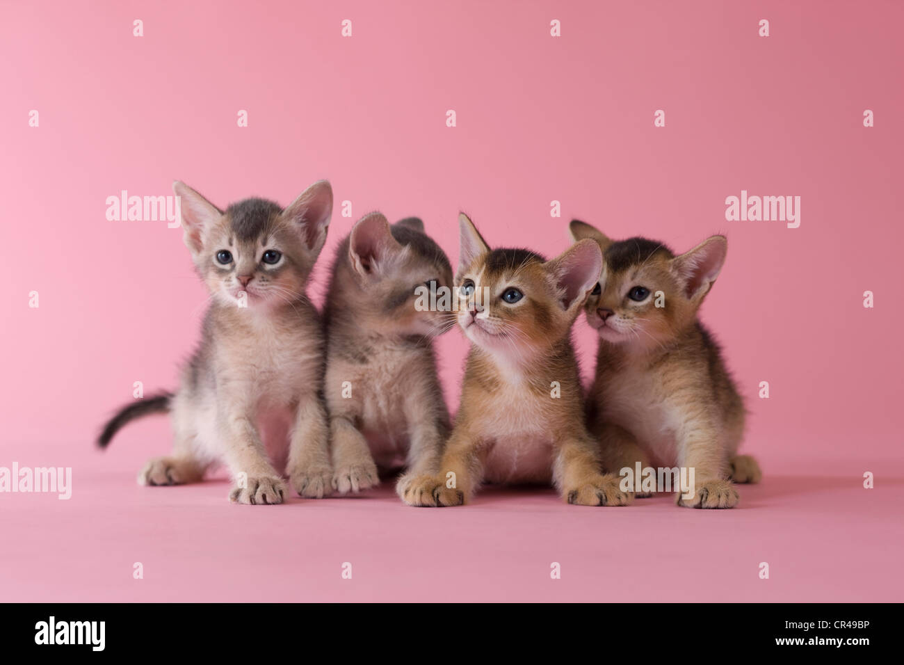 Quattro gattini Abissini Foto Stock
