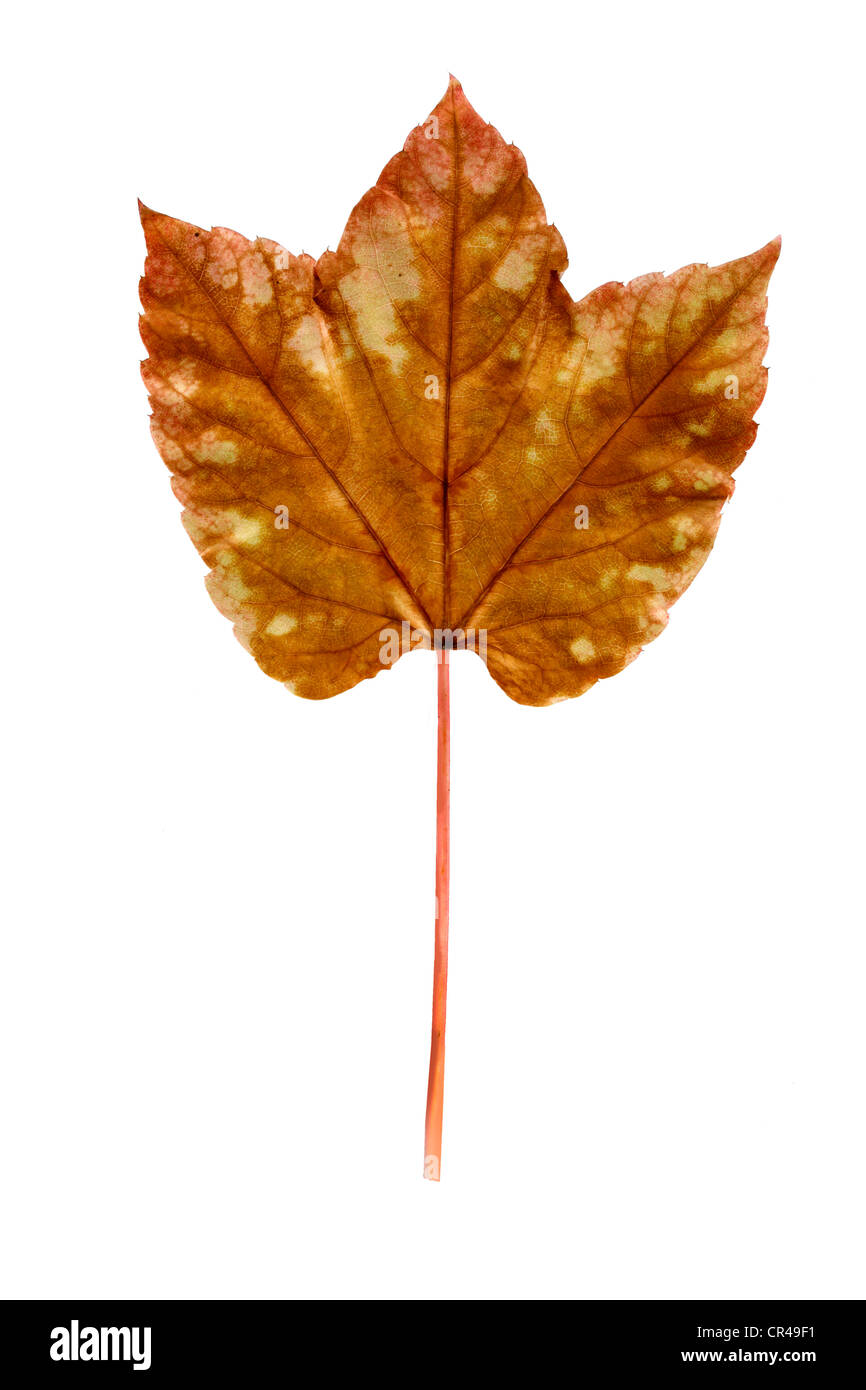 Foglia di vite, Giapponese superriduttore, Boston ivy, Uva di edera o giapponese edera (Parthenocissus tricuspidata), autunno foglia marrone di tornitura Foto Stock