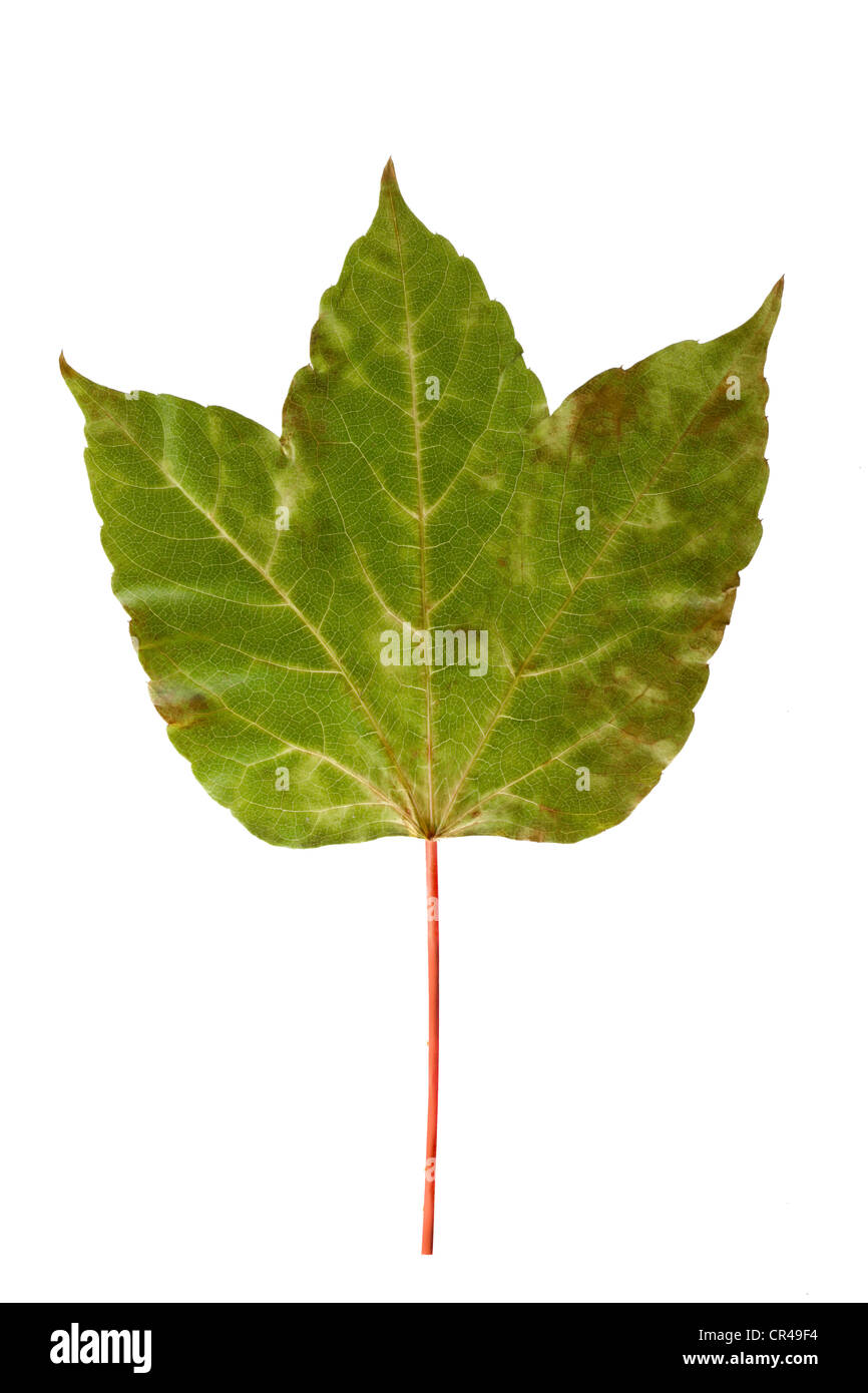 Foglia di vite, Giapponese superriduttore, Boston ivy, Uva di edera o giapponese edera (Parthenocissus tricuspidata), foglia verde Foto Stock