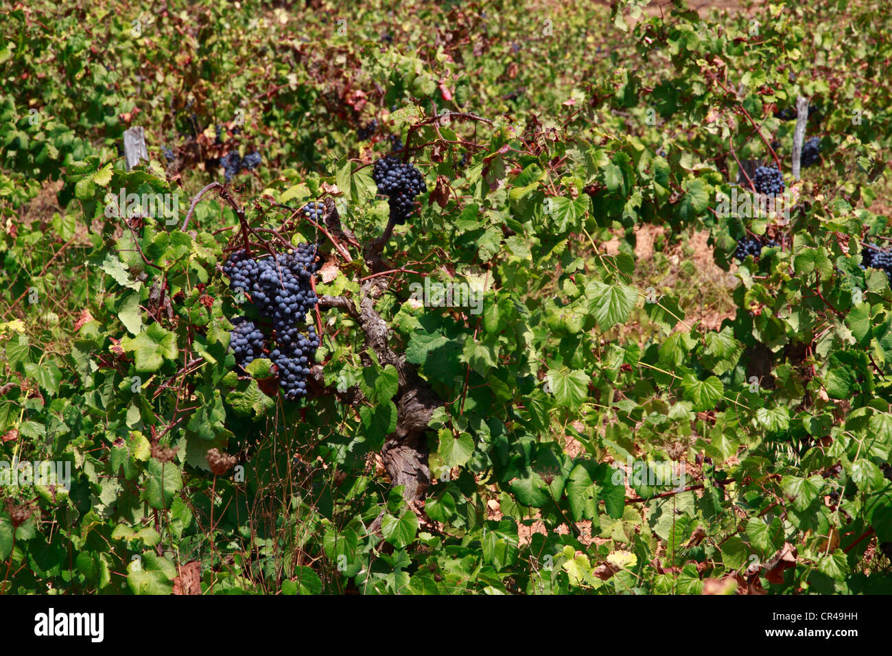 Le uve, vite (Vitis vinifera) cresce in vigneto, San Mateo valley, Ibiza, Spagna, Europa Foto Stock