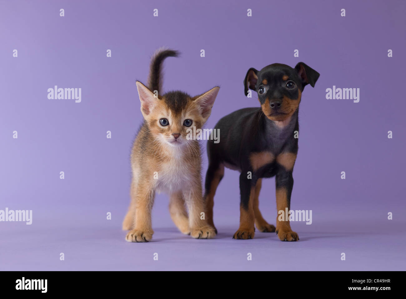 Gattino abissino e Miniature pinscher cucciolo Foto Stock