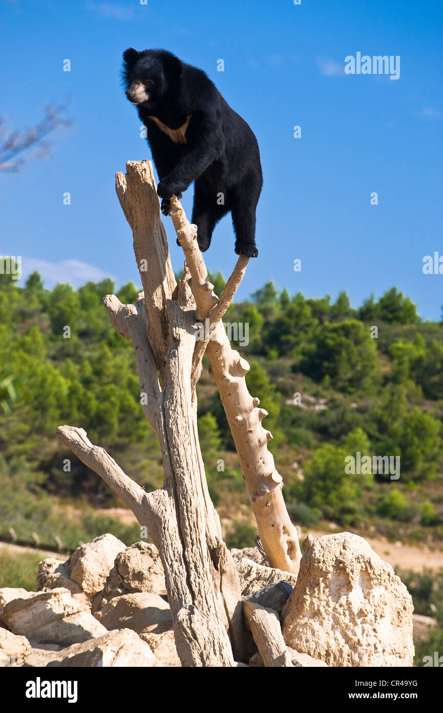 Francia, Aude, Corbieres, Sigean, riserva Africaine (Riserva africana Zoological Park), Asian Black Bear (Ursus thibetanus), anche Foto Stock