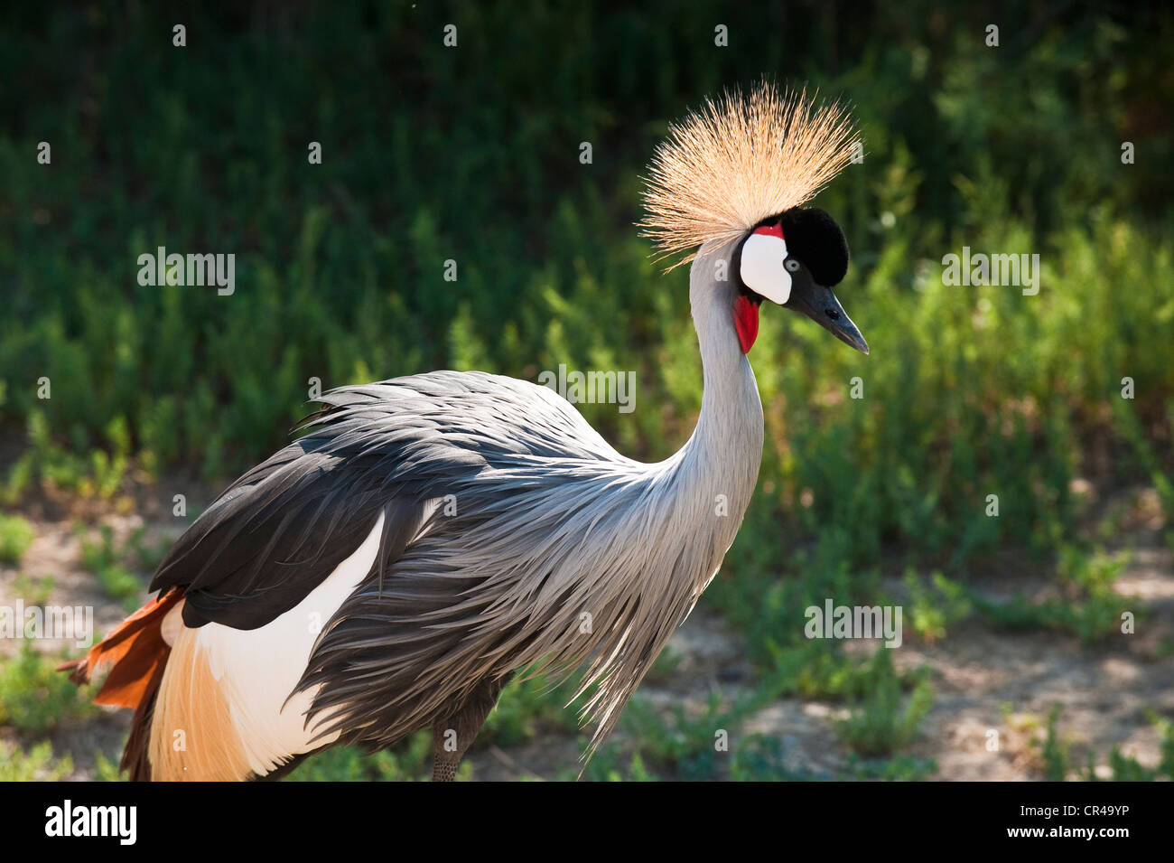 Francia, Aude, Corbieres, Sigean, riserva Africaine (Riserva africana Zoological Park), Grey Crowned Crane (Balearica regulorum) Foto Stock