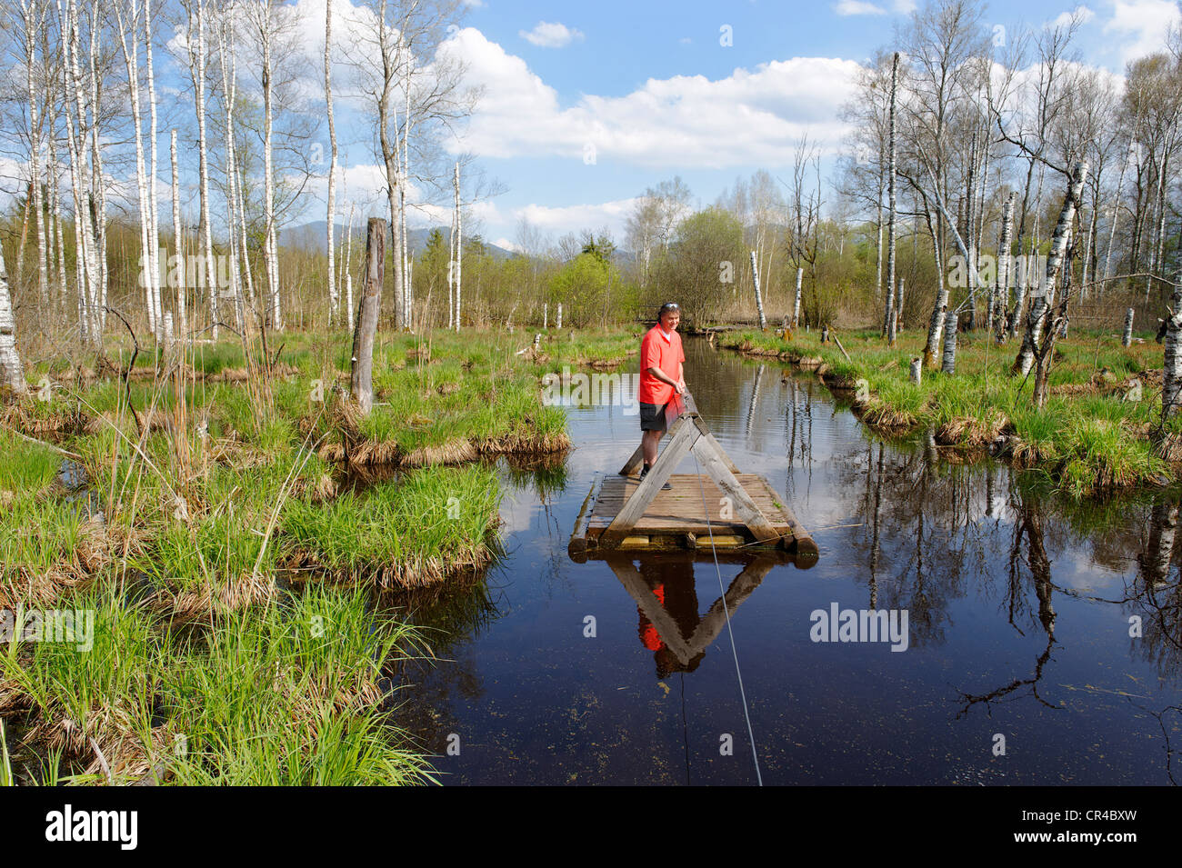 Uomo in piedi su un piccolo traghetto sul lago Moro o bog con betulle, Benediktbeurer ormeggiare o Moos, Benediktbeuern, Alta Baviera Foto Stock