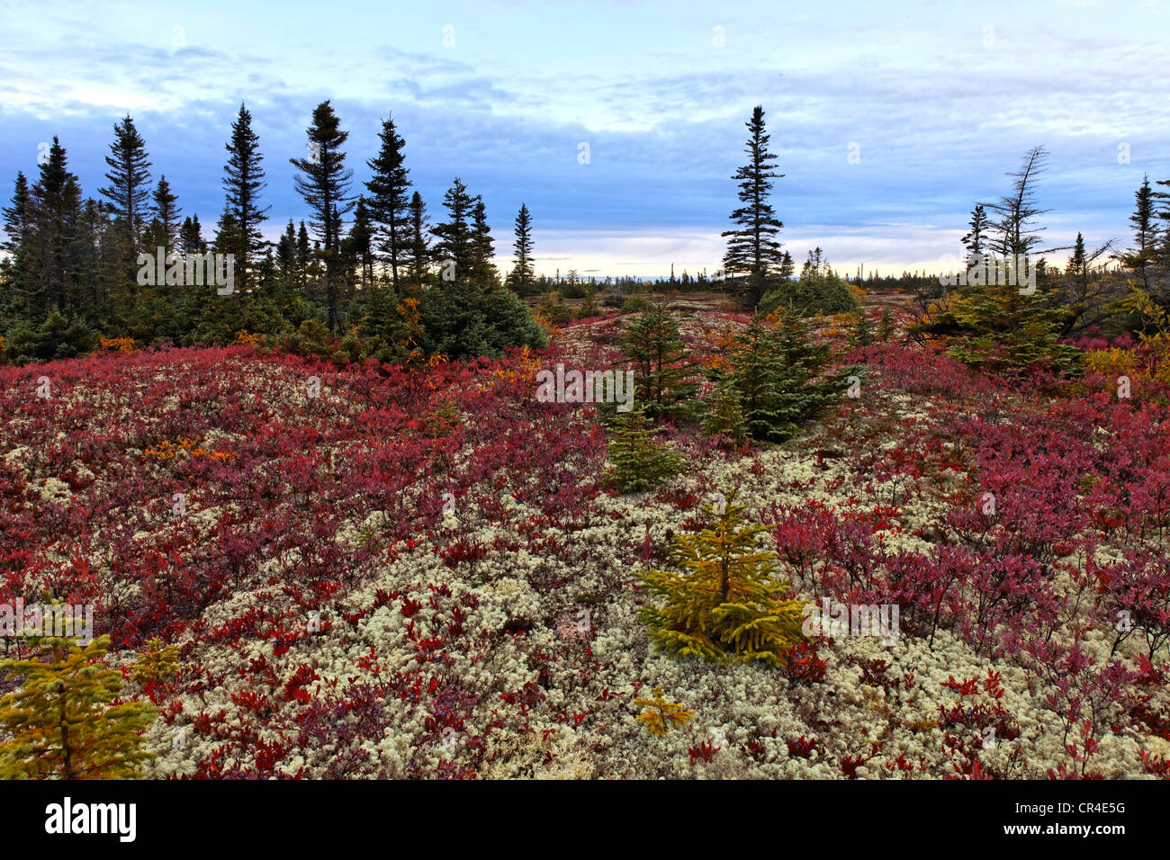 La foresta boreale lungo St Lawrence river, Nero Abete (Picea mariana) e Nord Highbush mirtillo (Vaccinium corymbosum) Foto Stock