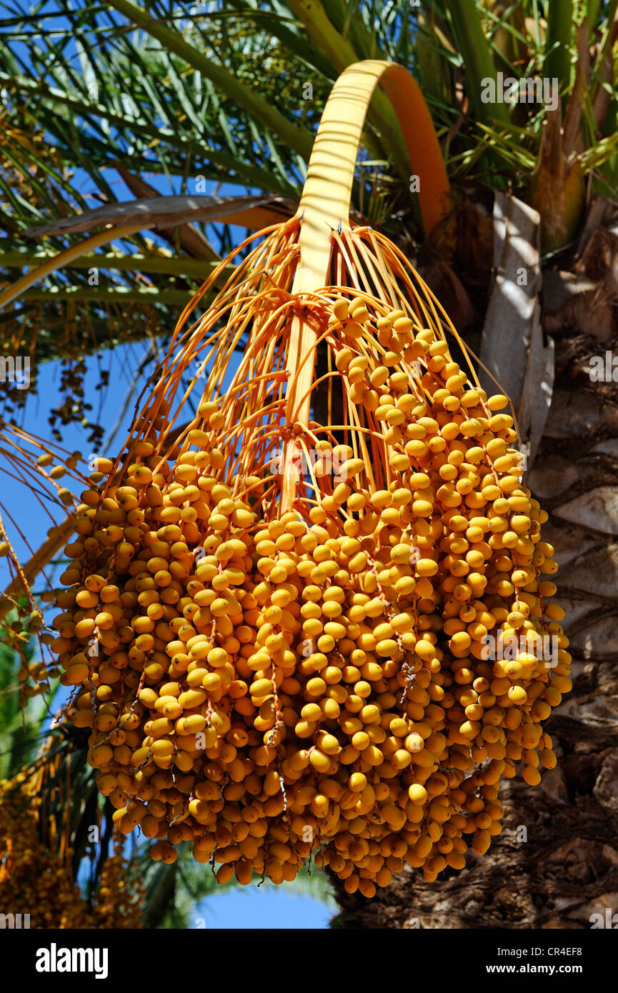 Frutto della data Palm (Phoenix dactylifera), Orosei, Sardegna, Italia, Europa Foto Stock