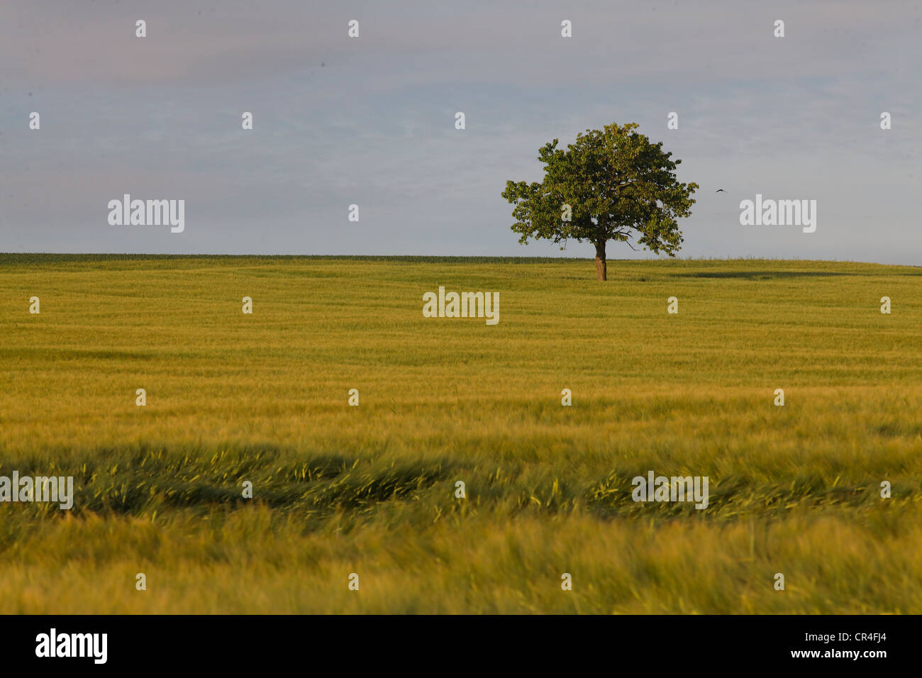 Campo di grano, il paesaggio agricolo nella pianura Limagne, Puy de Dome, Auvergne Francia, Europa Foto Stock