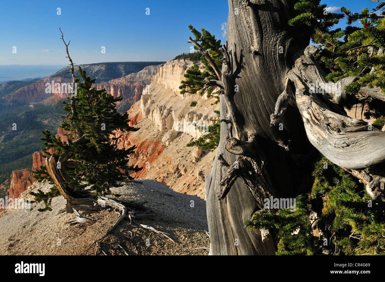 Antica Bristlecone pine (Pinus longaeva) al punto di Powell, Escalante montagne, Dixie National Forest, Utah, Stati Uniti d'America, America del Nord Foto Stock