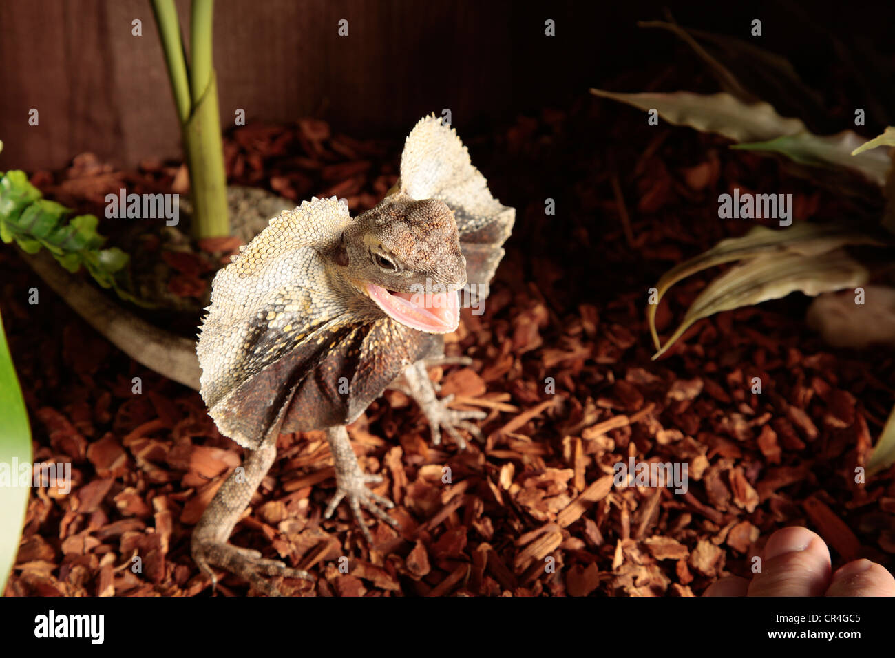 Frilled Dragon che mostra la sua balza intorno al suo collo su un letto di trucioli Foto Stock