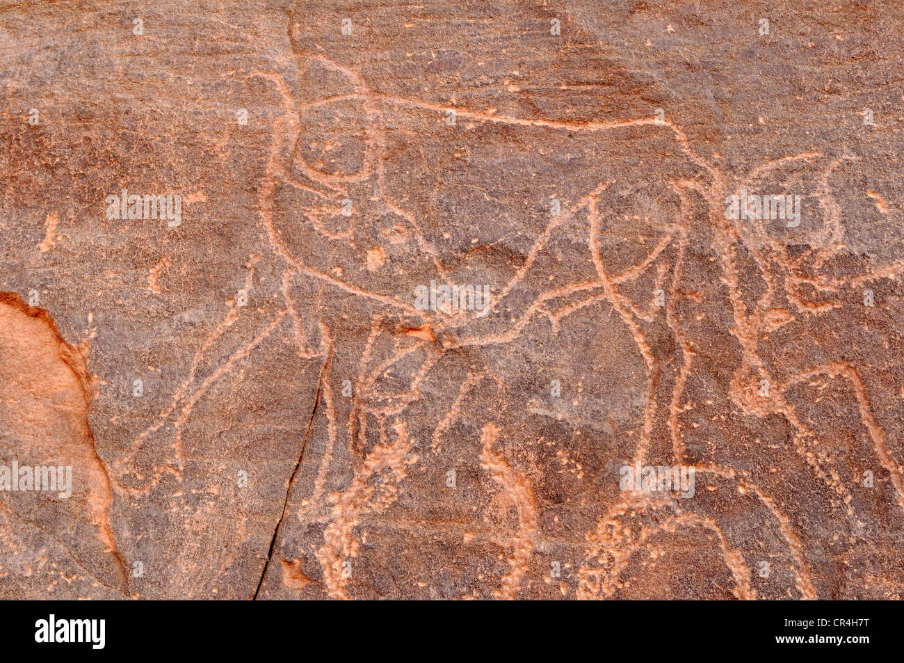 Incisione di vacca, neolitica di arte rupestre del Tadrart, del Tassili n'Ajjer National Park, sito Patrimonio Mondiale dell'Unesco, Algeria, Sahara Foto Stock