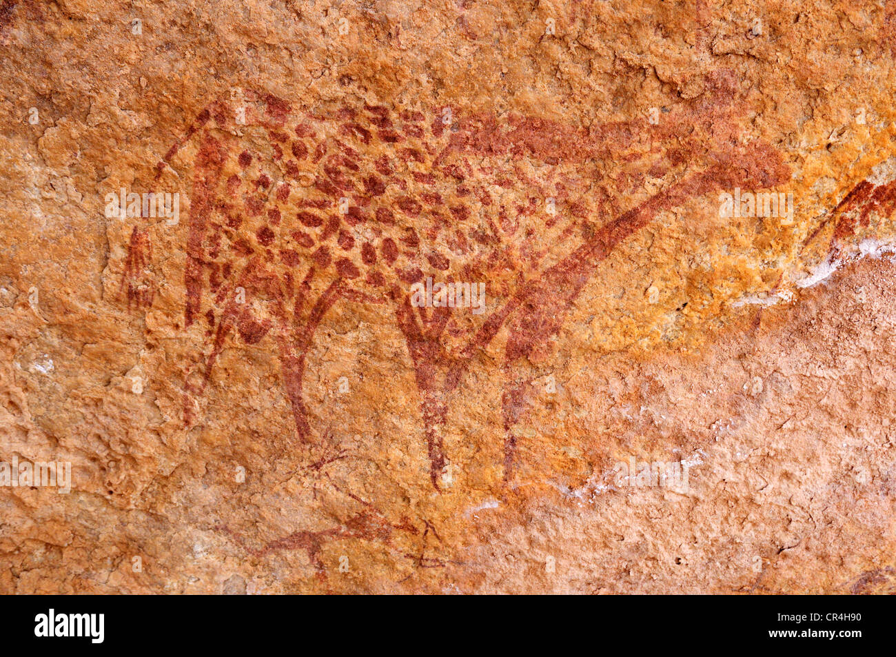 Dipinto di mucca, neolitico di arte rupestre a Tin Meskis, Adrar N'Ahnet, Algeria, sahara Africa del Nord Foto Stock