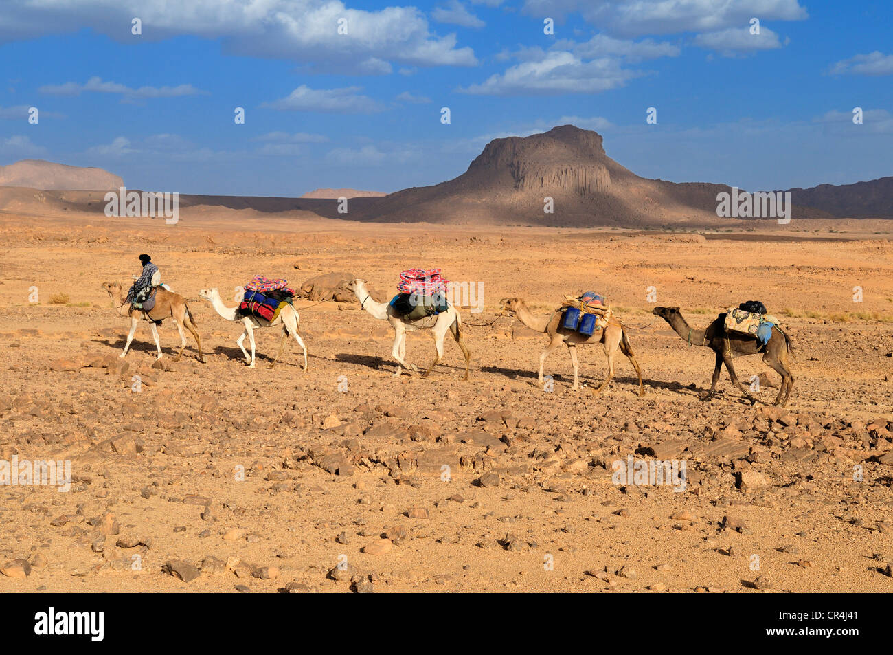 Gruppo di cammelli, caravan, nel paesaggio vulcanico di Hoggar, Ahaggar montagne, Wilaya Tamanrasset, Algeria, Sahara Foto Stock