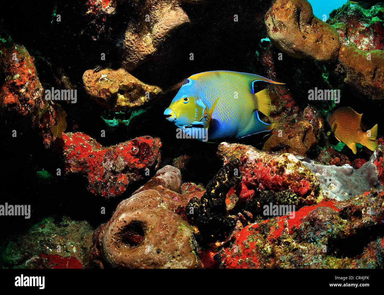 Messico, Quintana Roo Stato, un royal pesci angelo (Holacanthus ciliaris) Foto Stock