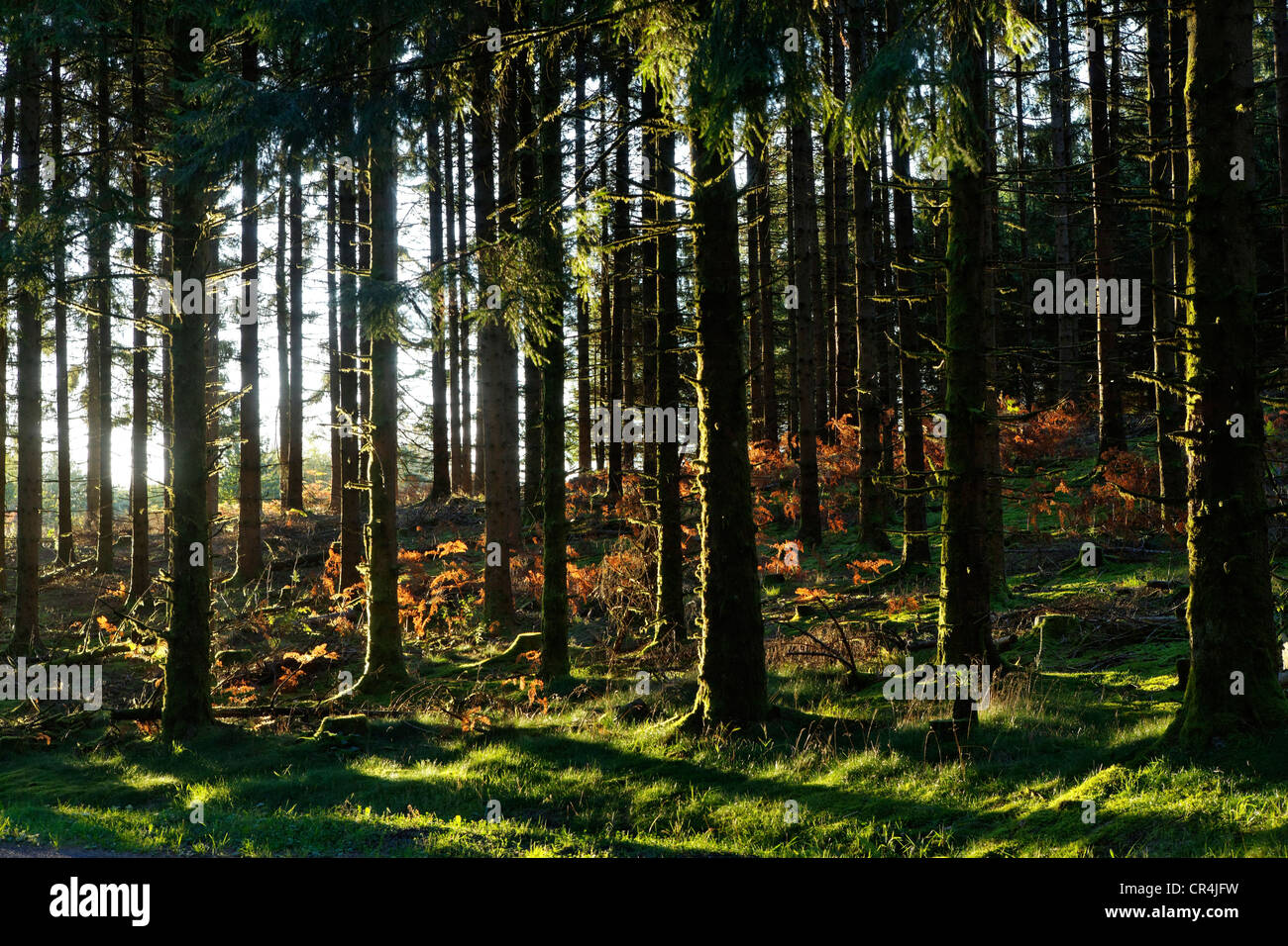 La foresta di conifere, Parc Naturel Regional de Millevaches en Limousin, Millevaches Parco Naturale Regionale en Limousin, Correze Foto Stock