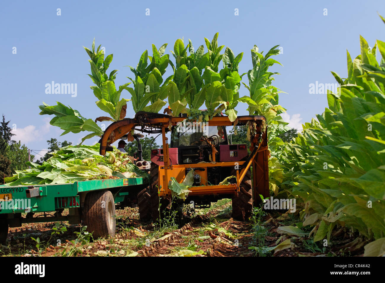 La coltivazione del tabacco in Quercy, Lot, Francia, Europa Foto Stock