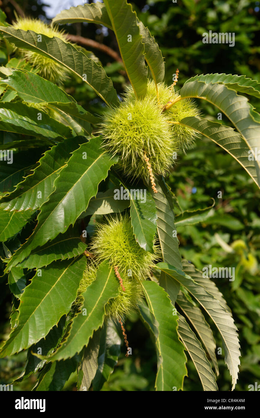 Castagno (Castanea sativa), bur, frutta, foglie, Correze, Limousin, Francia, Europa Foto Stock