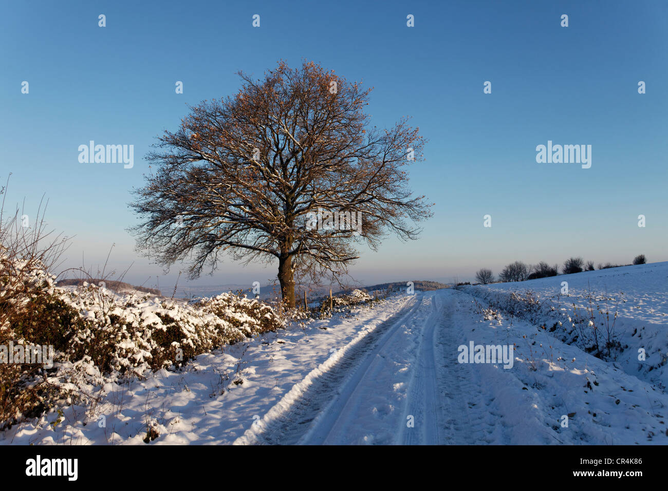 Albero di quercia e la pista sterrata in inverno, Auvergne Francia, Europa Foto Stock