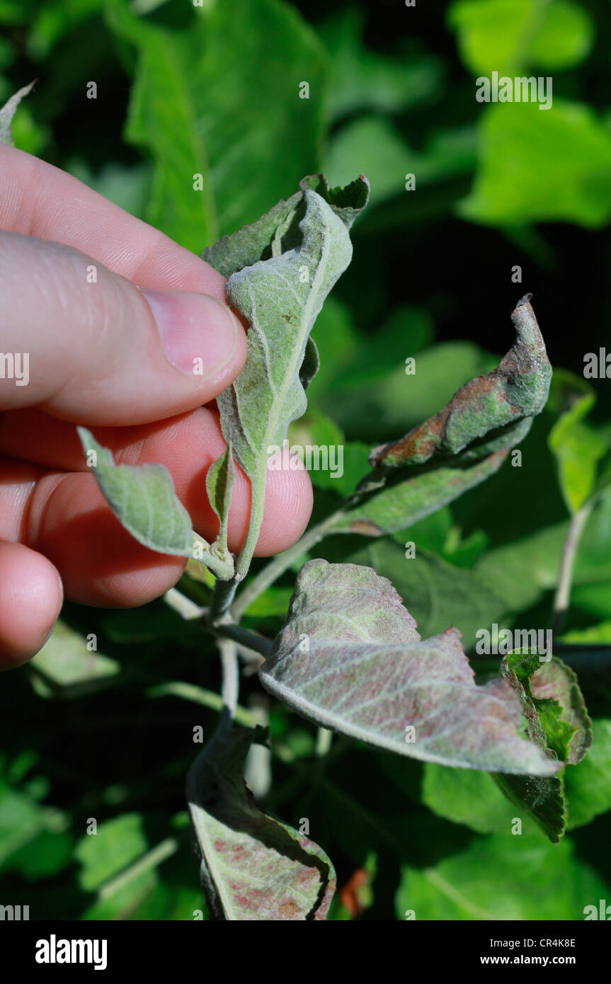 Esame di muffa su apple foglie di albero Foto Stock