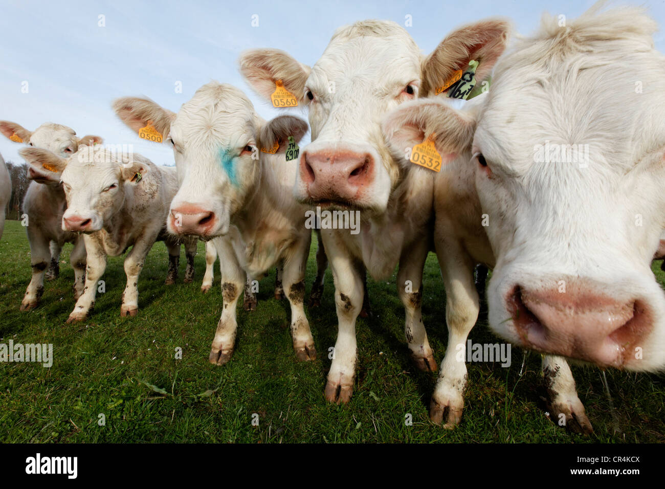 Giovani bovini Charolaise, Allier, Francia, Europa Foto Stock