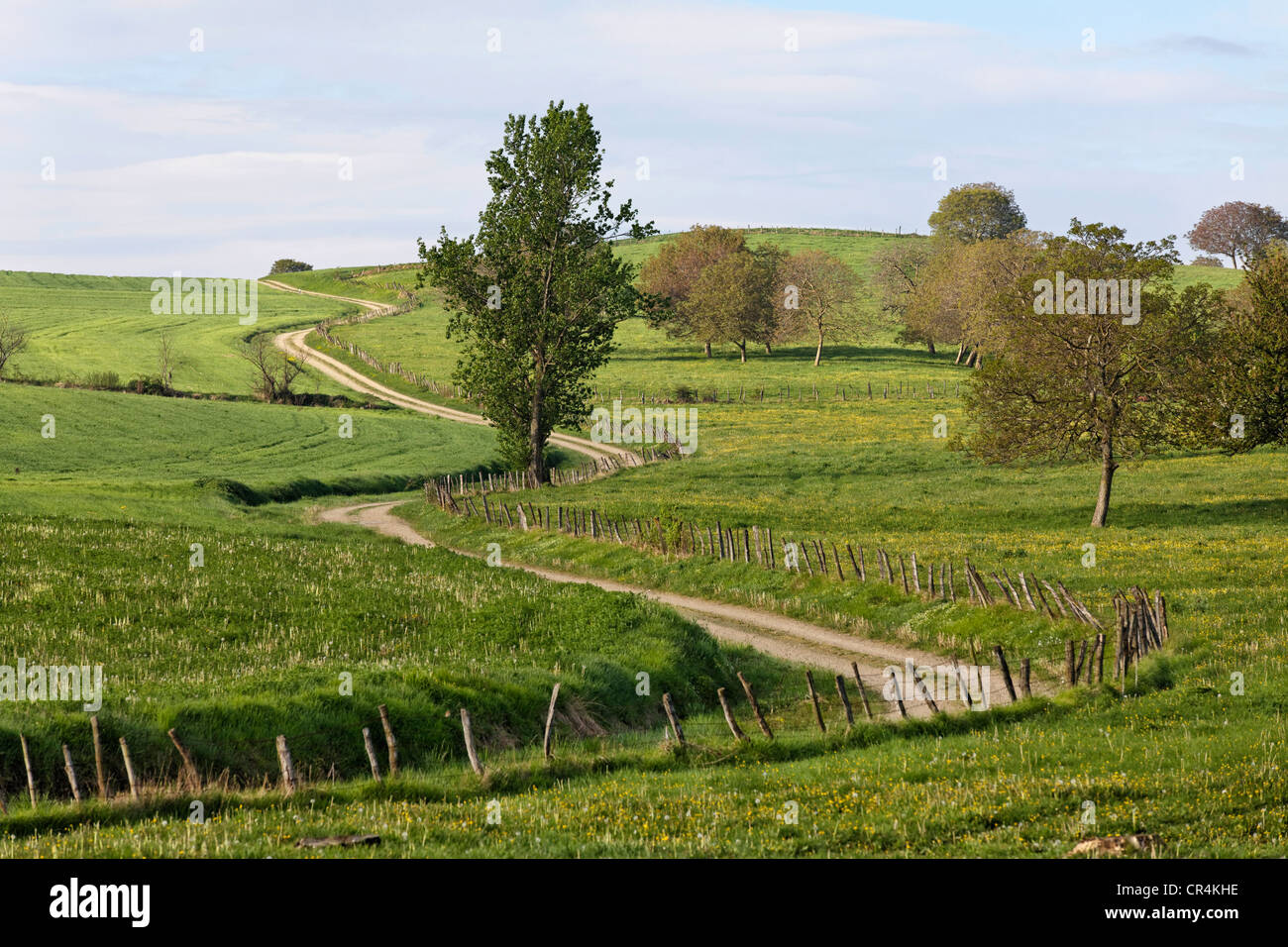Country Road e alberi, il paesaggio agricolo, Livradois Forez parco naturale, Puy de Dome, Auvergne Francia, Europa Foto Stock