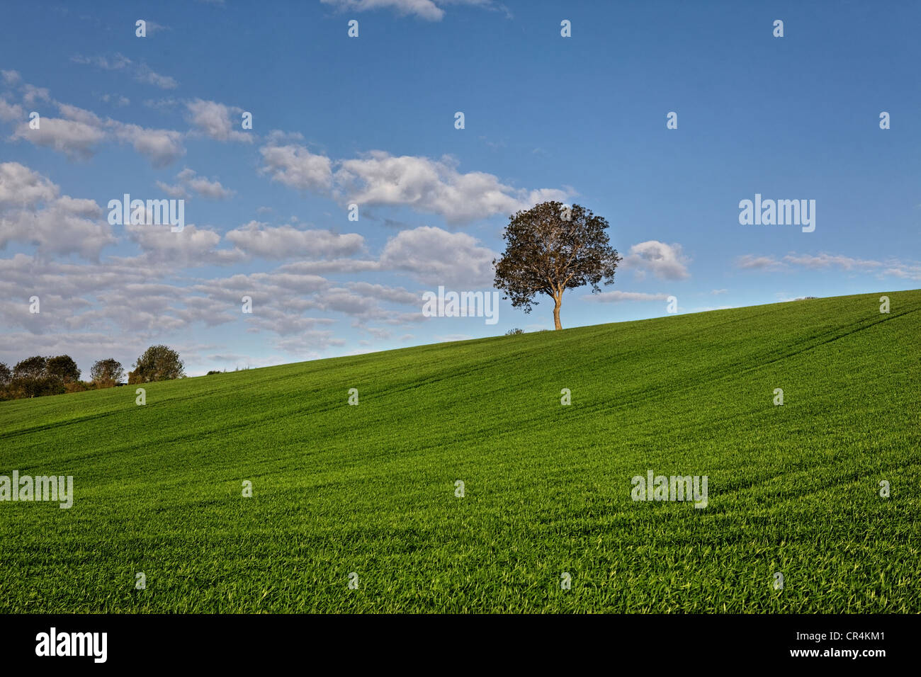 Isolare tree, campo verde, il paesaggio agricolo, Puy de Dome, Auvergne Francia, Europa Foto Stock