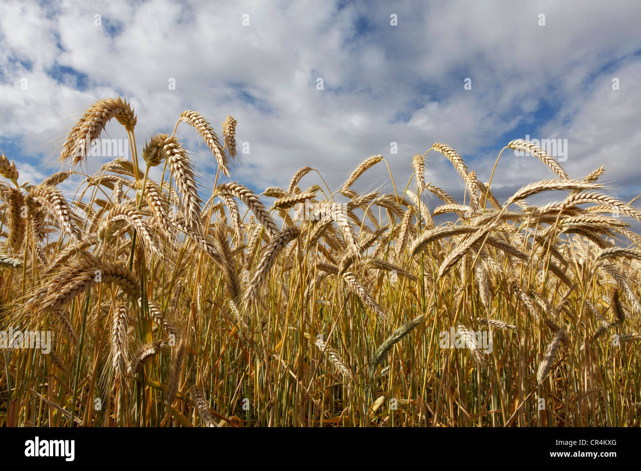 Campo di grano, Francia, Europa Foto Stock