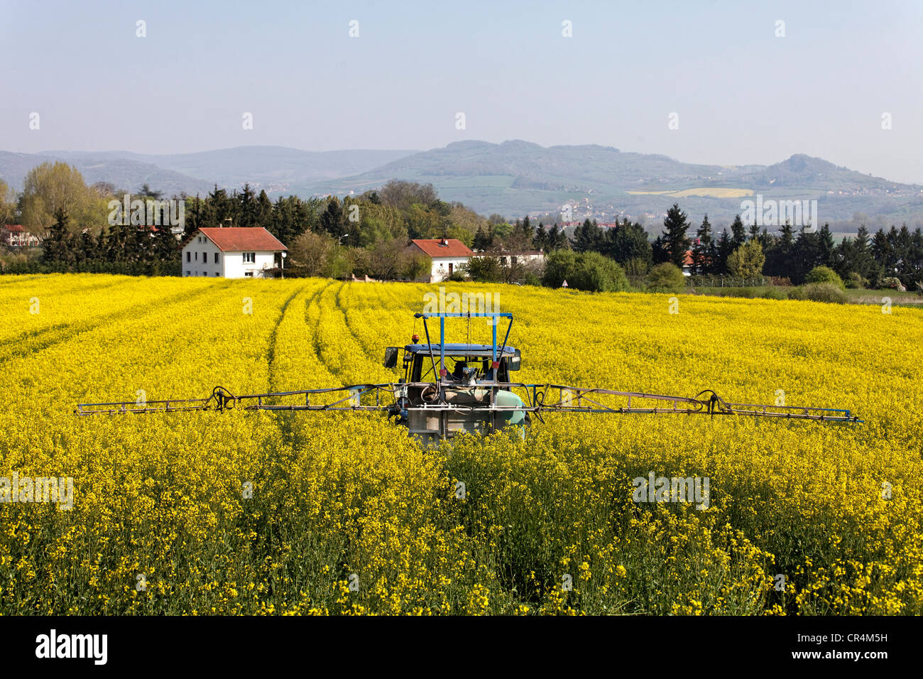 Agricola trattamento chimico sul campo di colza nei pressi di case, Francia, Auvergne, Europa Foto Stock