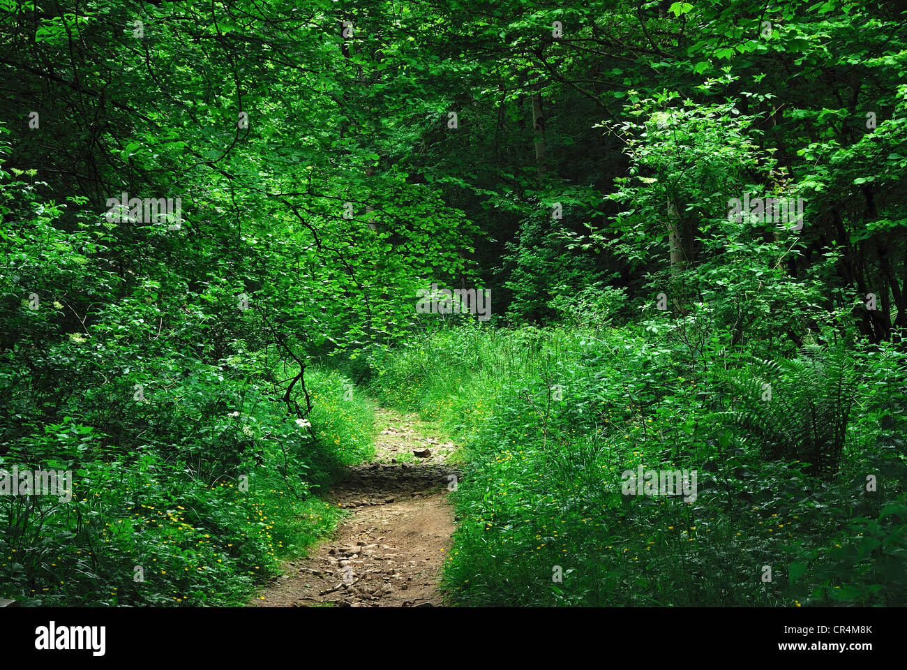 Legno lungo SWT riserva naturale, Cheddar Gorge, Somerset Foto Stock