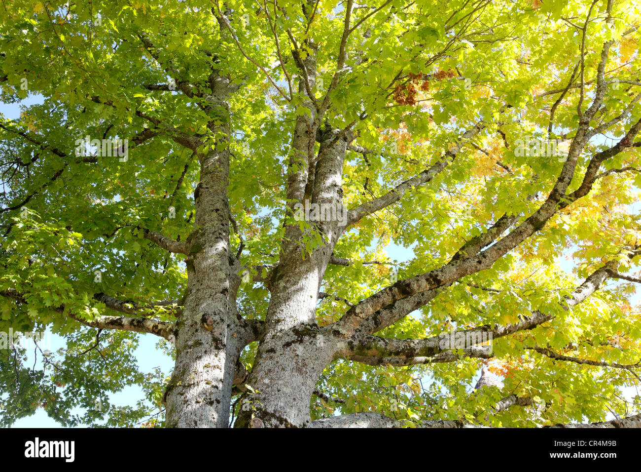 Il nord di quercia rossa (Quercus rubra), Correze, Francia, Europa Foto Stock