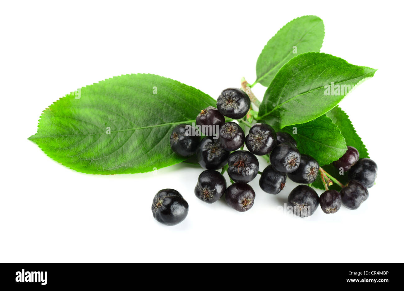 Il ramo di black chokeberry (Aronia melanocarpa) isolato su bianco Foto Stock