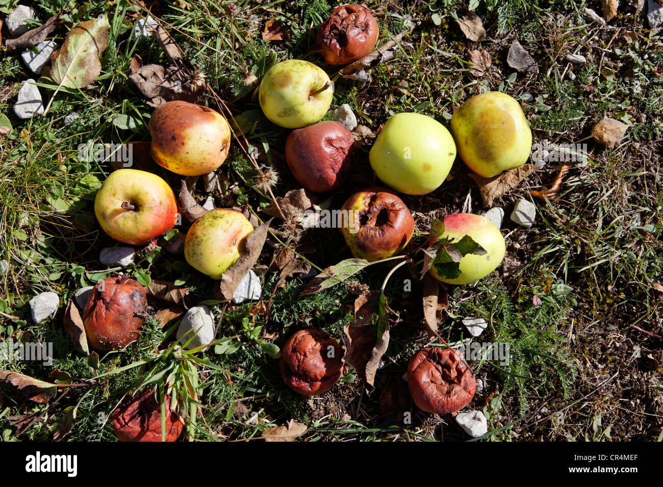 Mele marce, Correze, Francia, Europa Foto Stock
